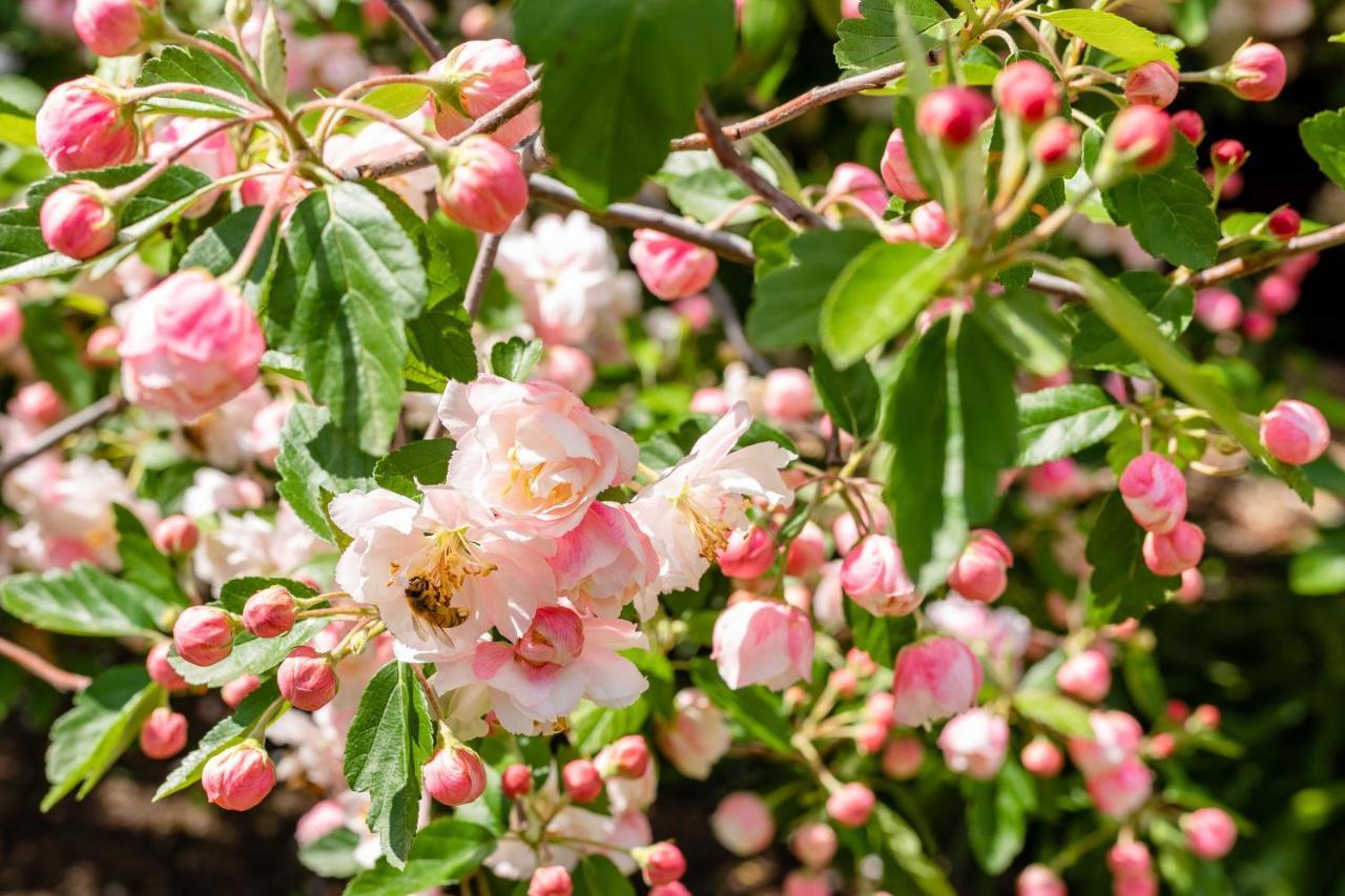 Apple Blossom Cottages Stanthorpe Eksteriør billede